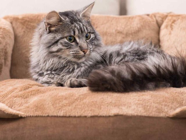 Find the Perfect Bed for Your Cat