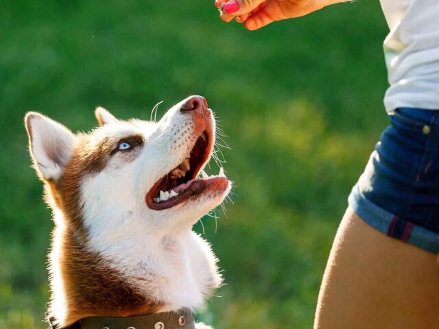 Where To Find the Best Purebred Dog